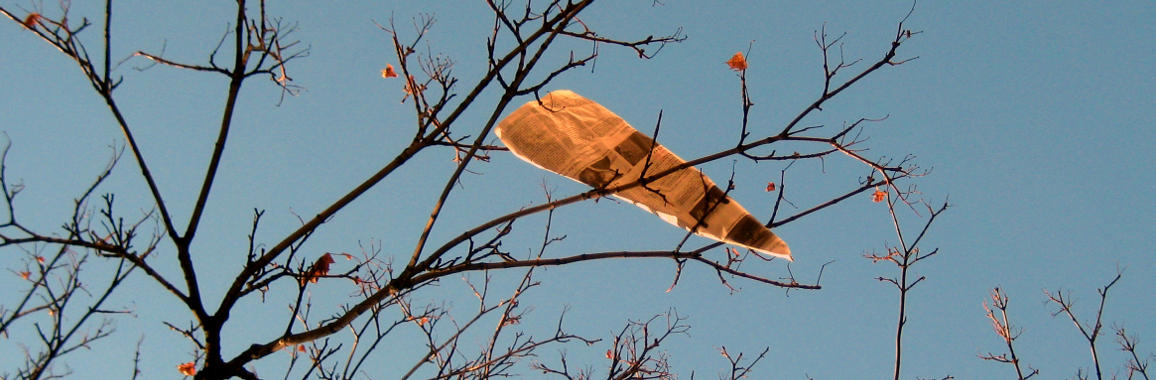 Das Foto zeigt ein Flugzeug aus Zeitungspapier, das in Ästen eines Baums hängt.