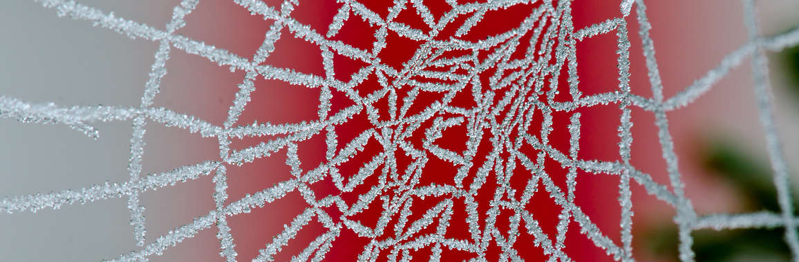 Das Bild zeigt ein mit Frost bedecketes Spinnennetz.